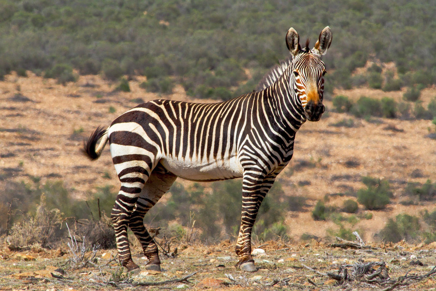  Swartberg Game Reserve