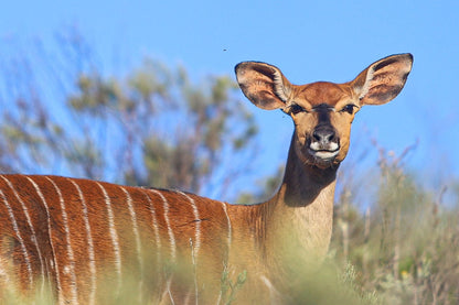  Swartberg Game Reserve