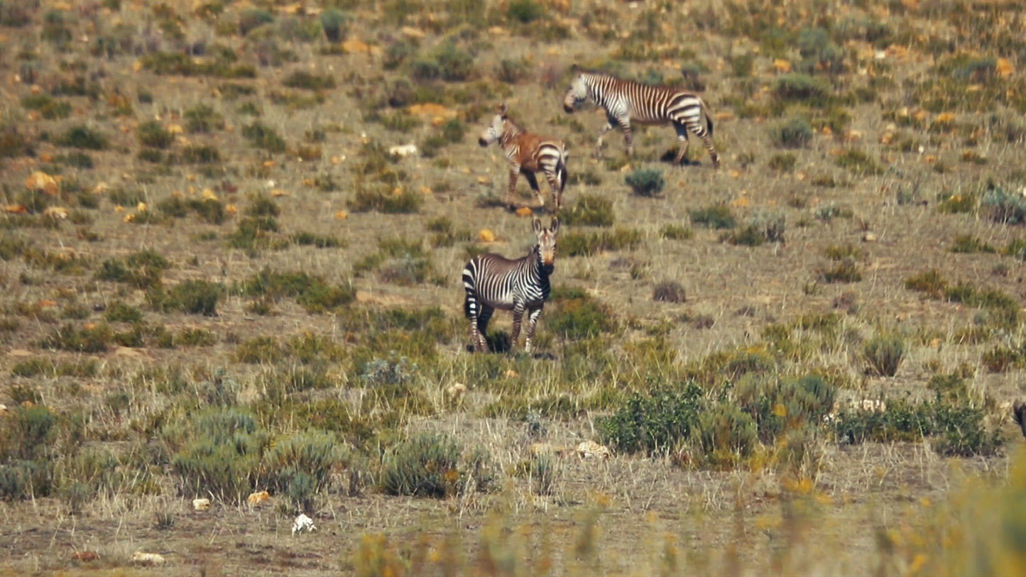  Swartberg Game Reserve