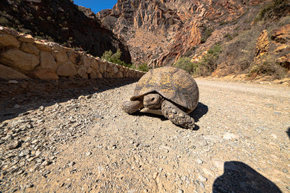 Swartberg