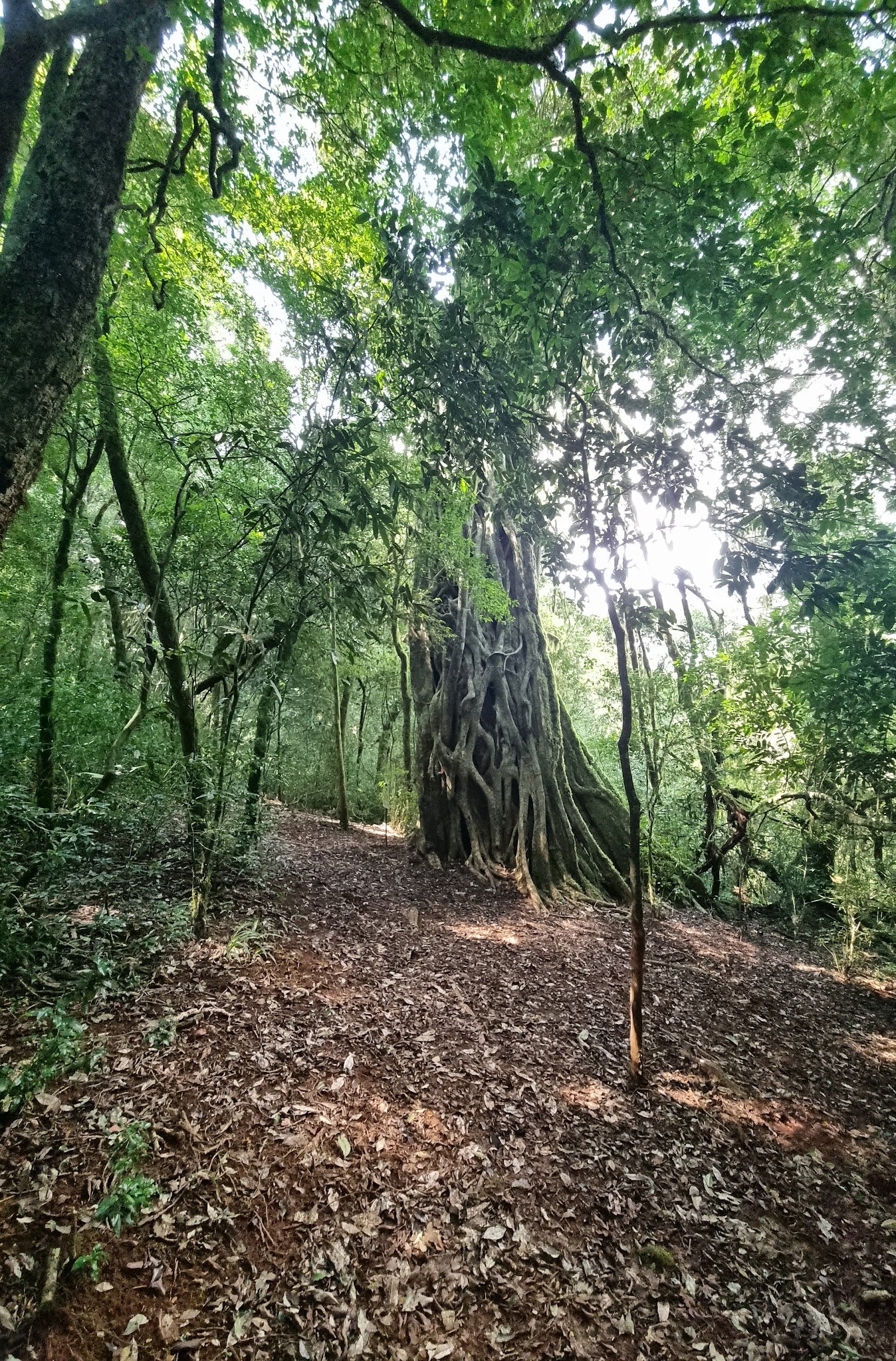 Swartbos Hiking Trail