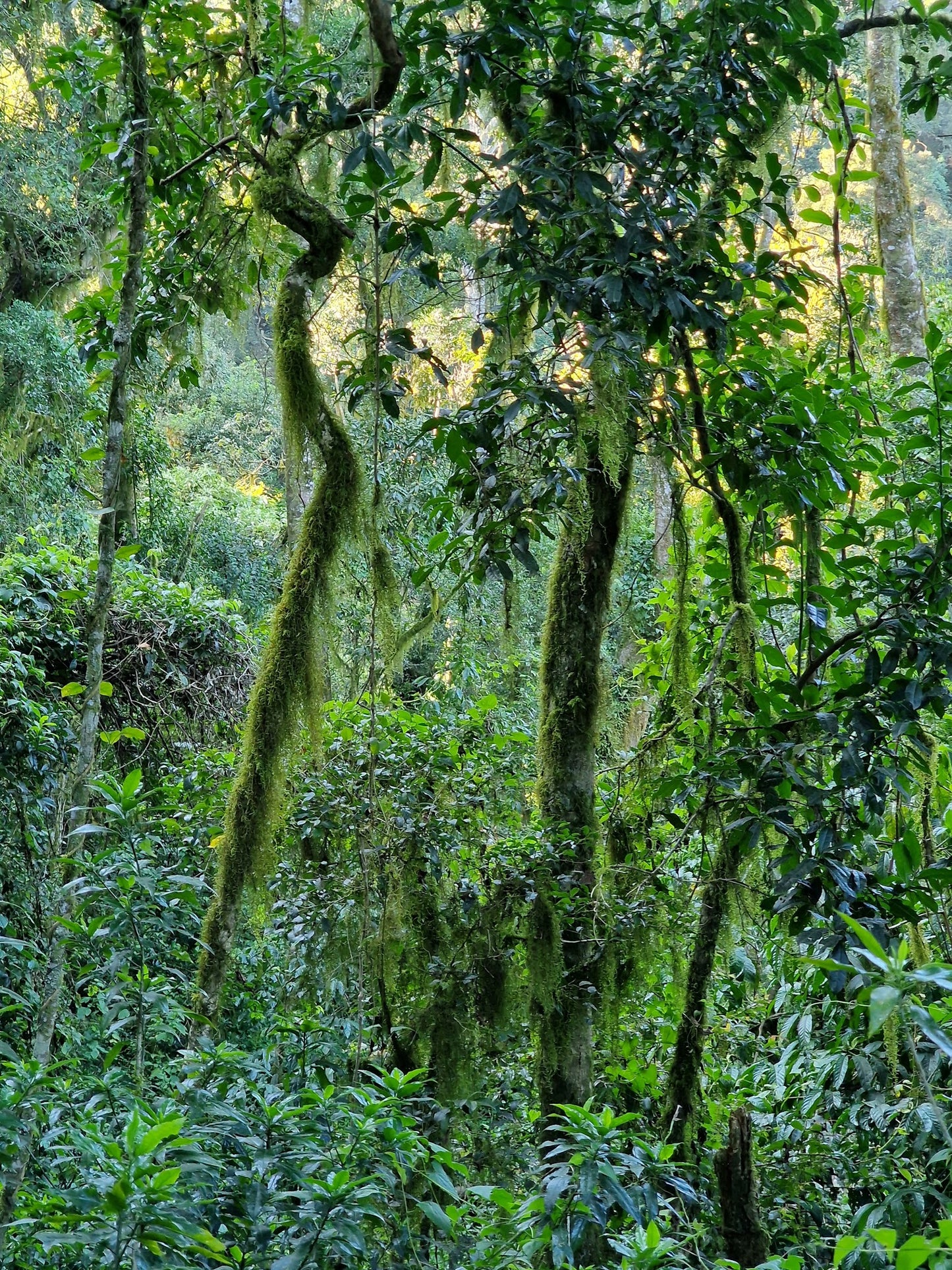 Swartbos Hiking Trail