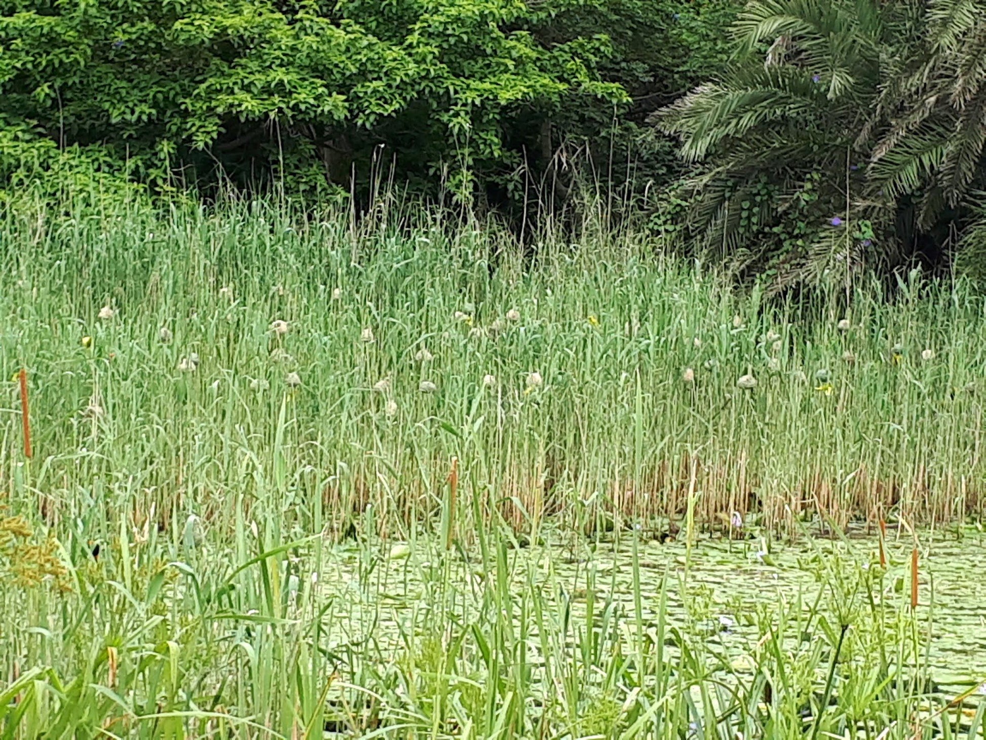  T.C. Robertson Nature Reserve