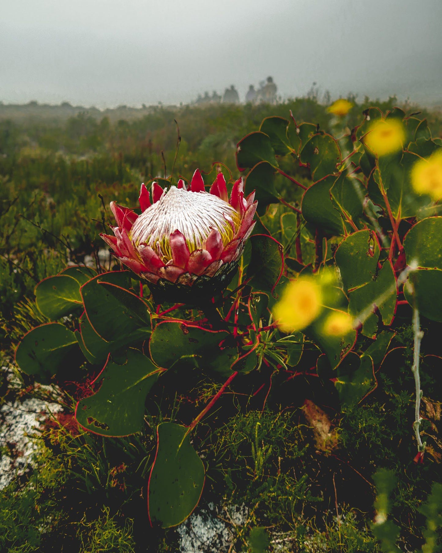 TABLE MOUNTAIN | Platteklip Gorge | India Venster | Skeleton Gorge | Kasteelspoort Hike