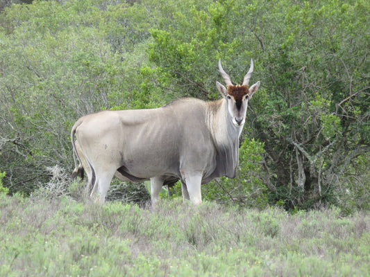  Temba Private Game Reserve