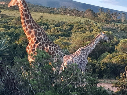  Temba Private Game Reserve