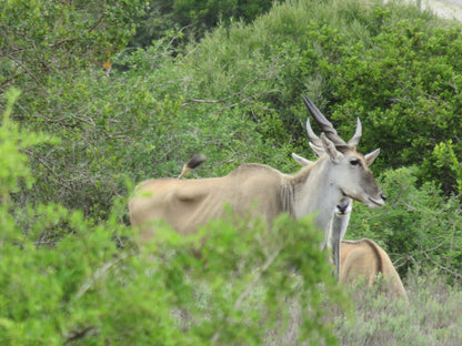  Temba Private Game Reserve