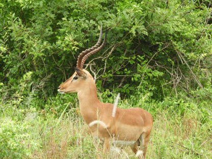  Tembe Elephant Park