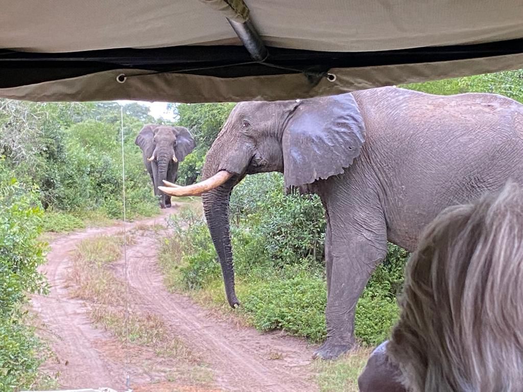  Tembe Elephant Park