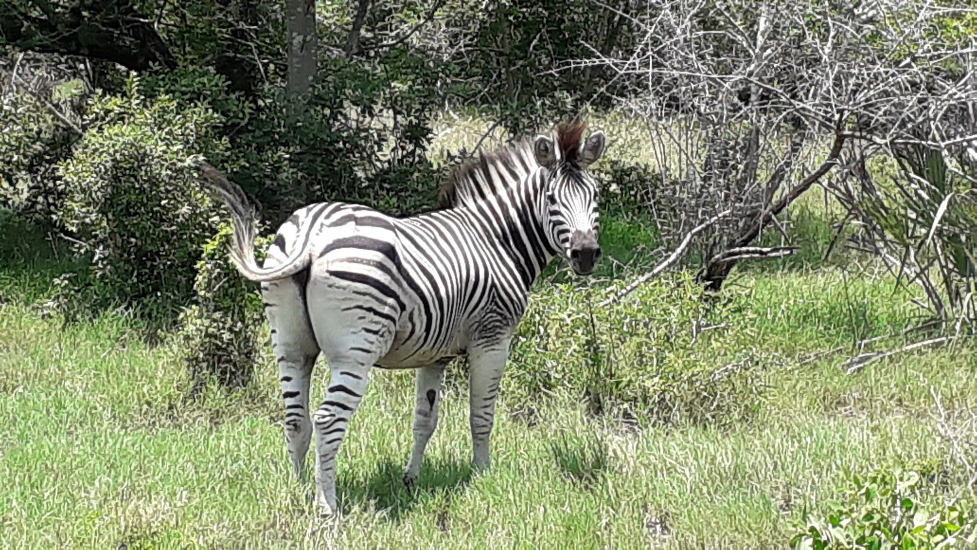  Tembe Elephant Park