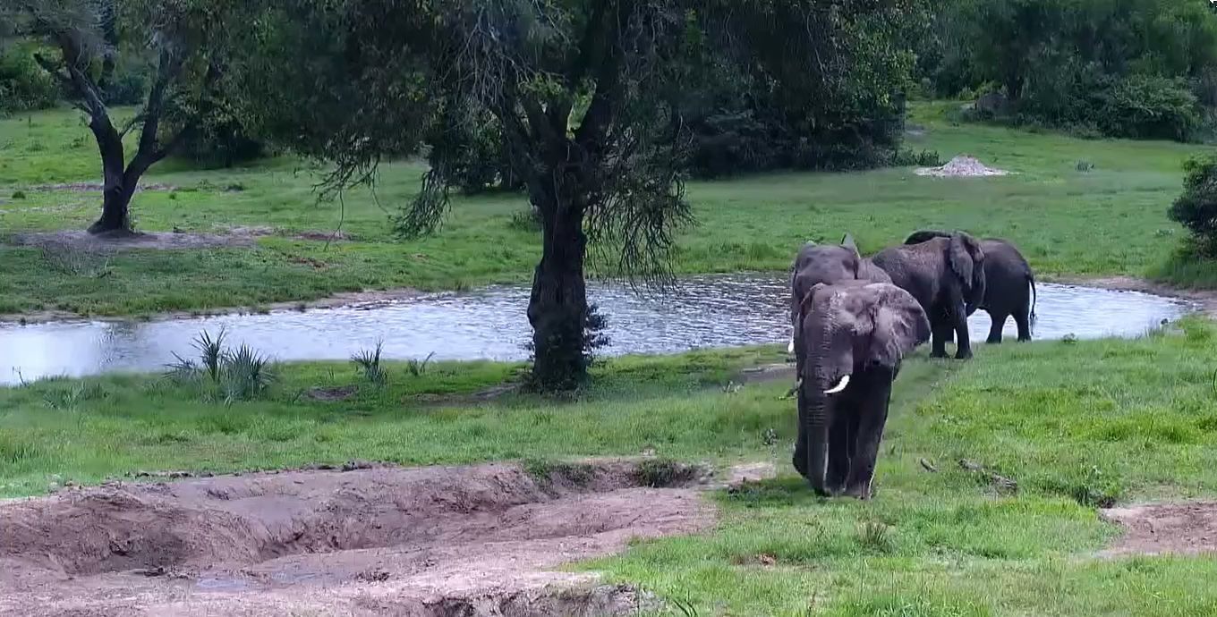  Tembe Elephant Park