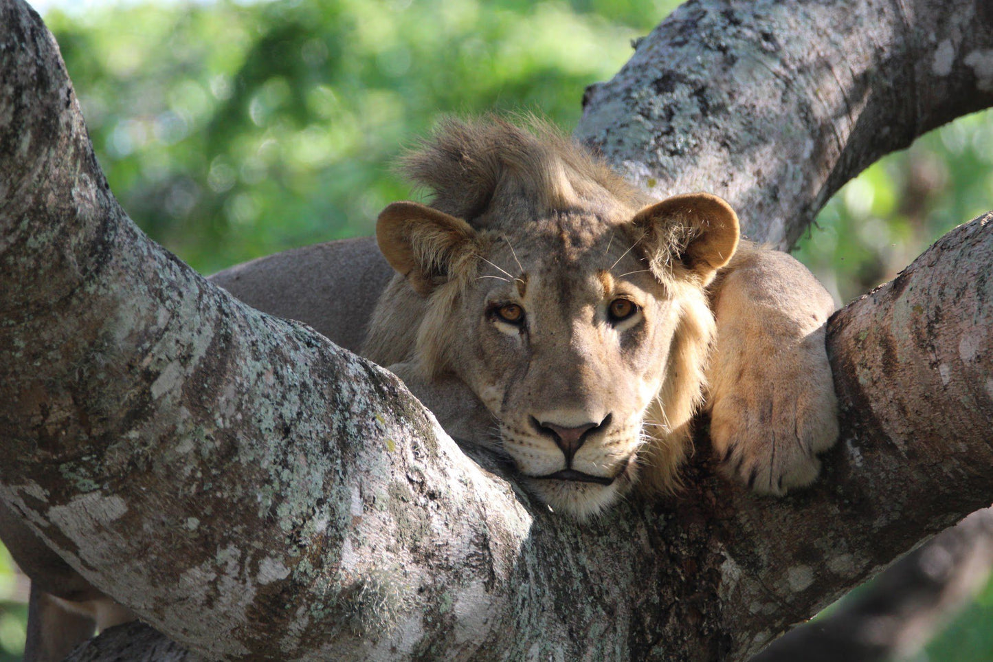  Tembe Elephant Park