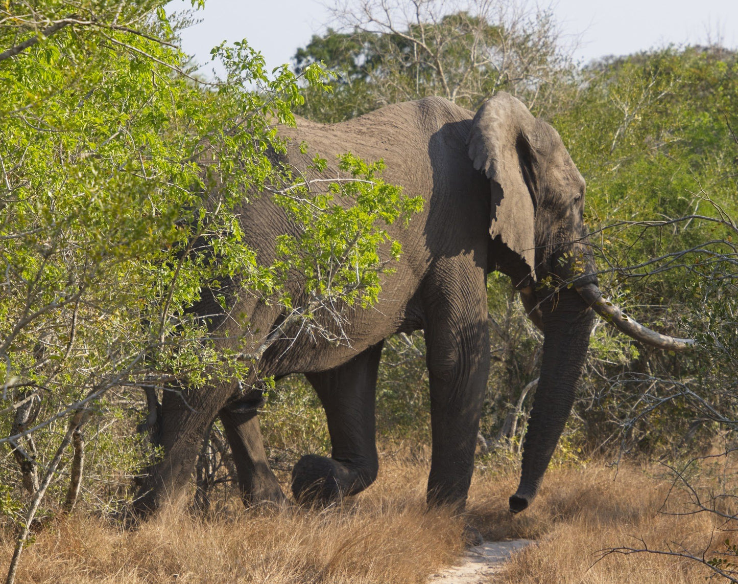  Tembe Elephant Park