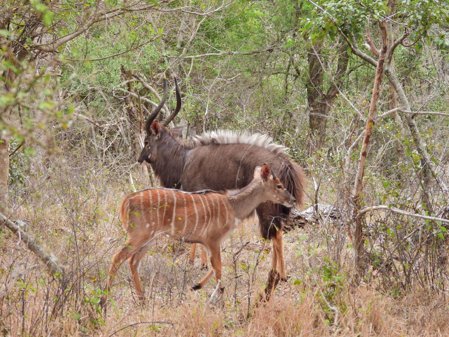  Tembe Elephant Park