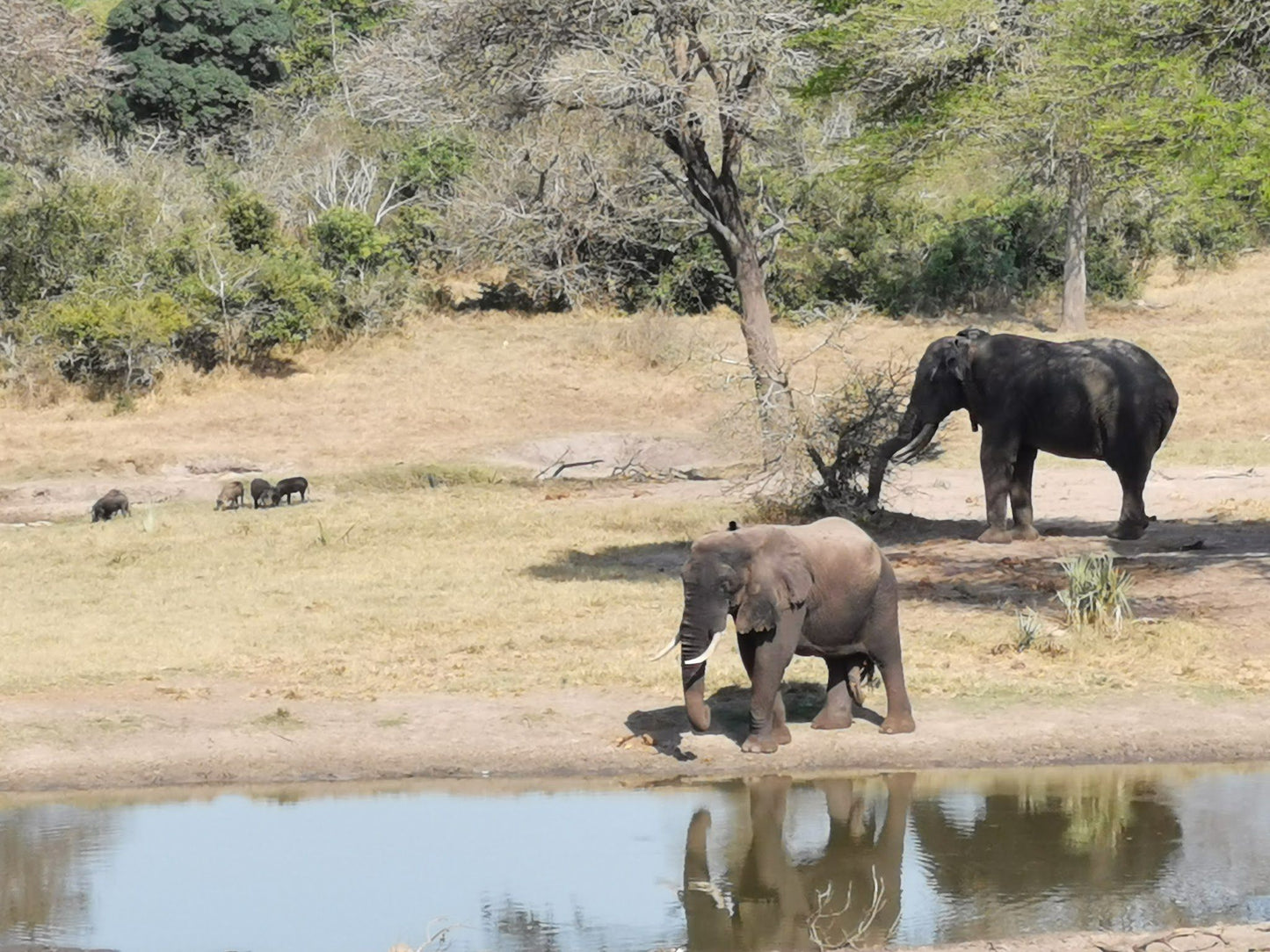  Tembe Elephant Park