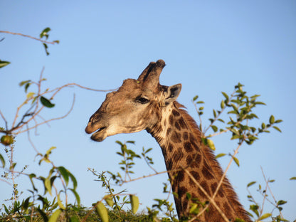  Tembe Elephant Park