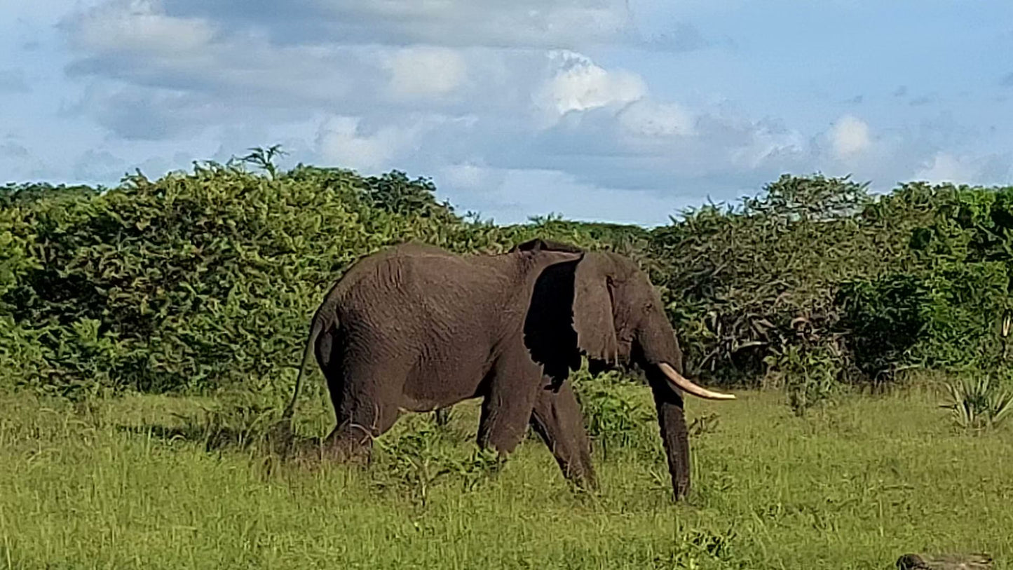  Tembe Elephant Park