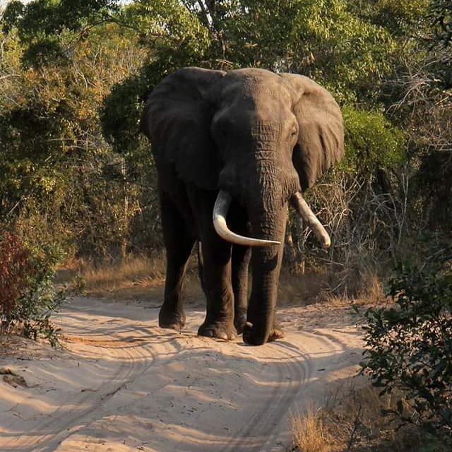  Tembe Elephant Park