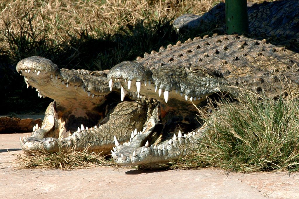  Thaba Kwena Crocodile Farm