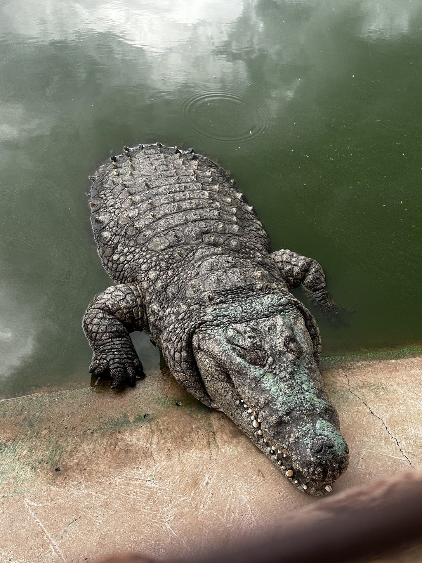  Thaba Kwena Crocodile Farm