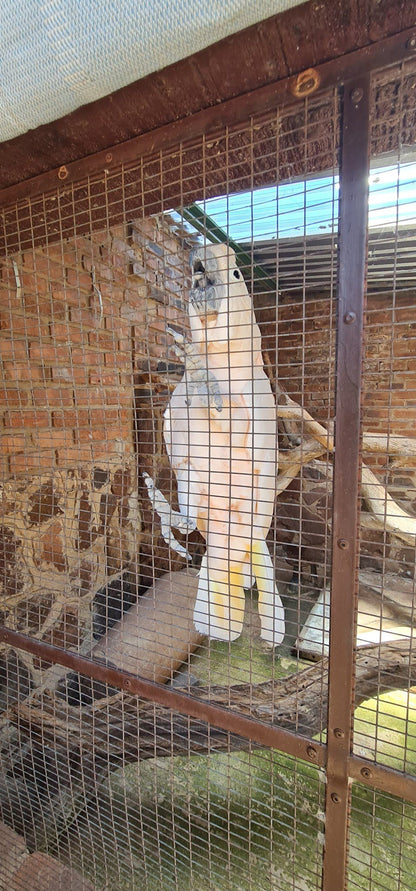  Thaba Kwena Crocodile Farm