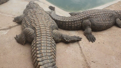  Thaba Kwena Crocodile Farm