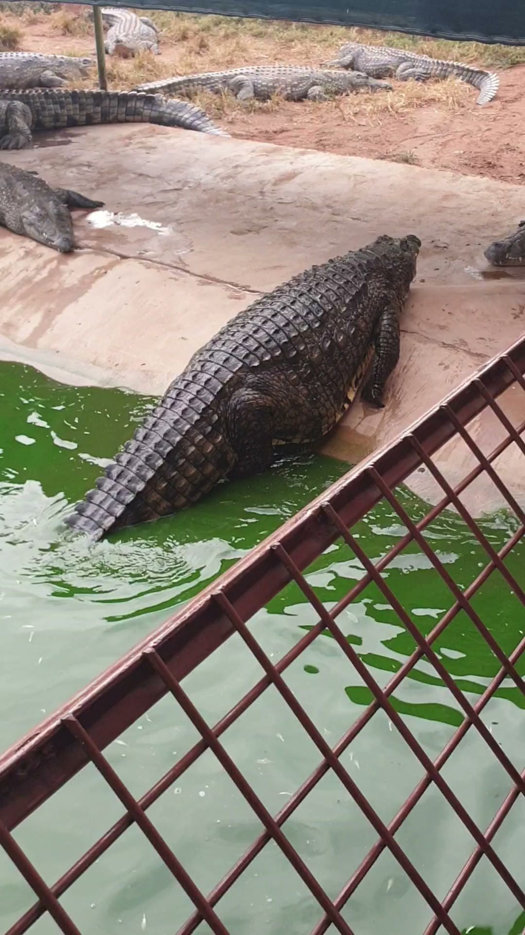  Thaba Kwena Crocodile Farm