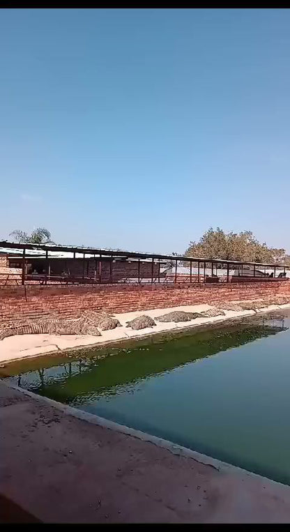  Thaba Kwena Crocodile Farm