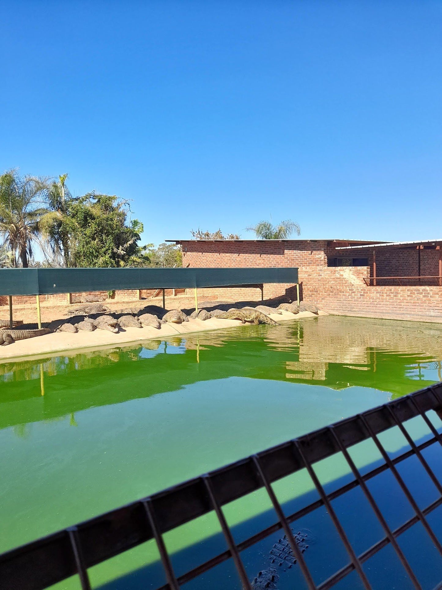  Thaba Kwena Crocodile Farm