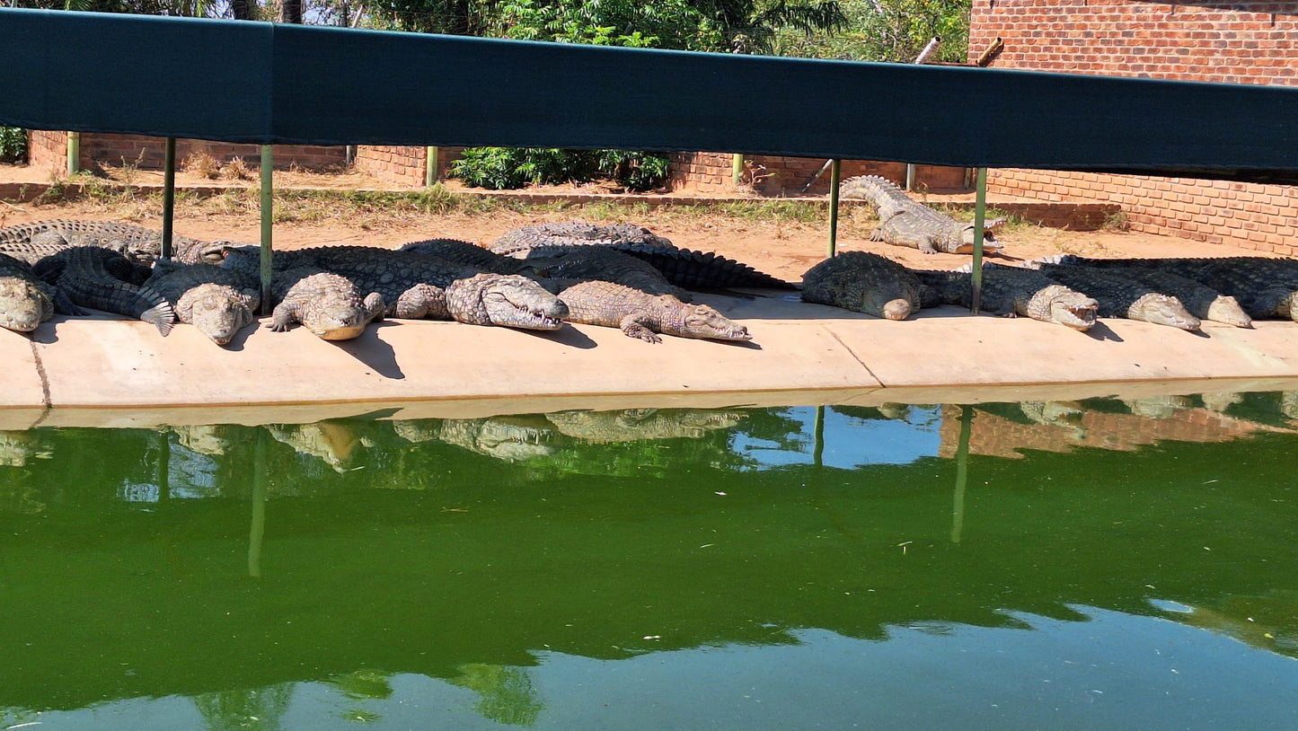  Thaba Kwena Crocodile Farm