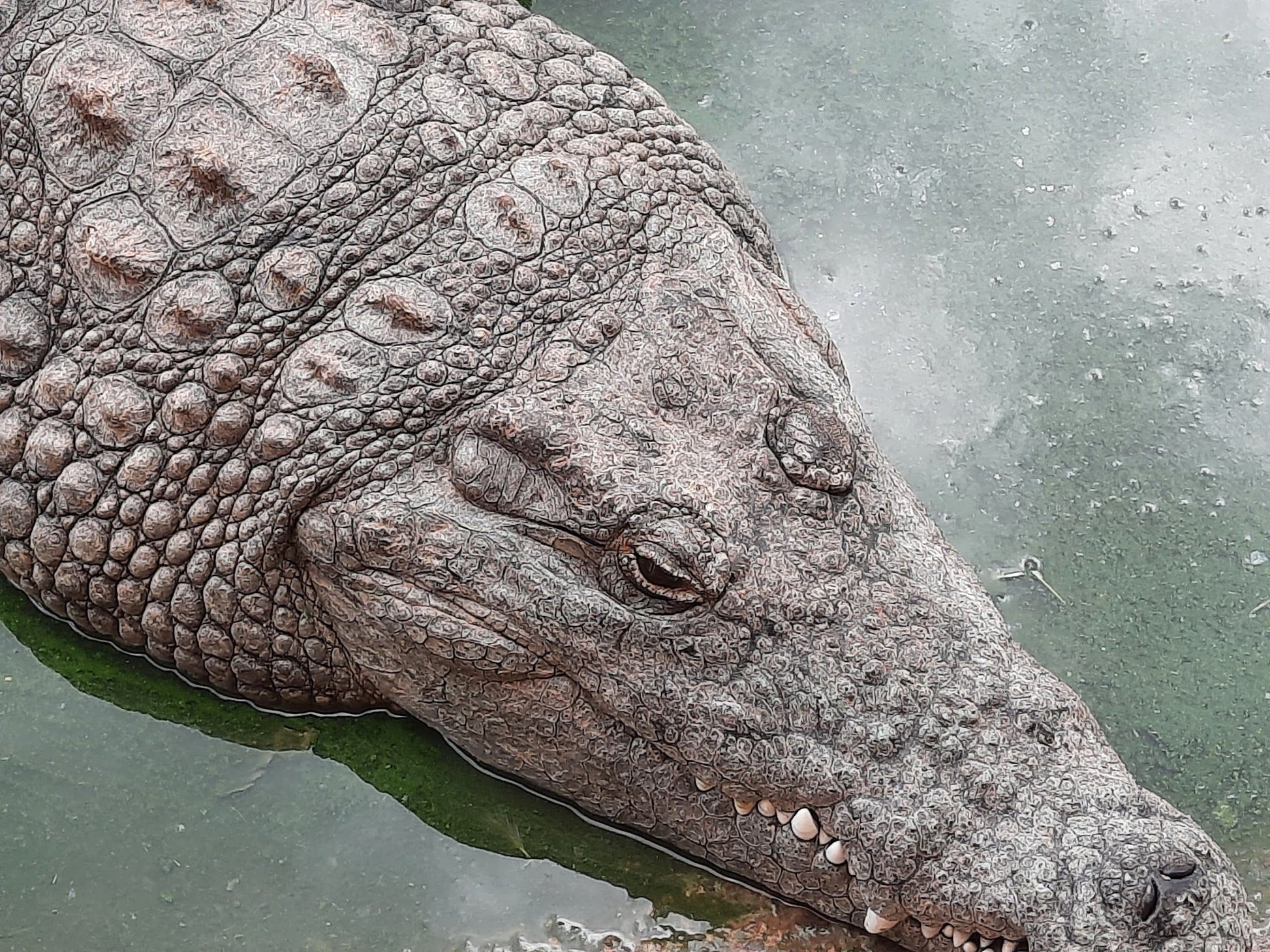  Thaba Kwena Crocodile Farm