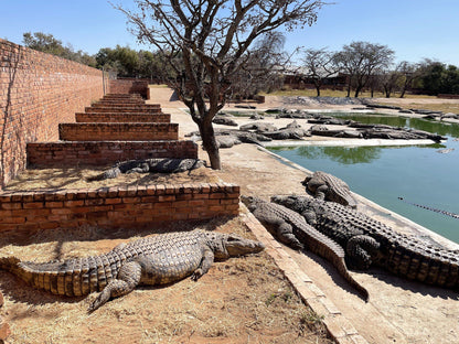  Thaba Kwena Crocodile Farm