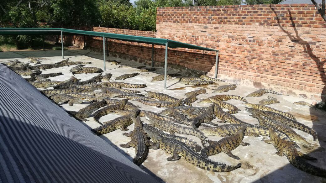  Thaba Kwena Crocodile Farm