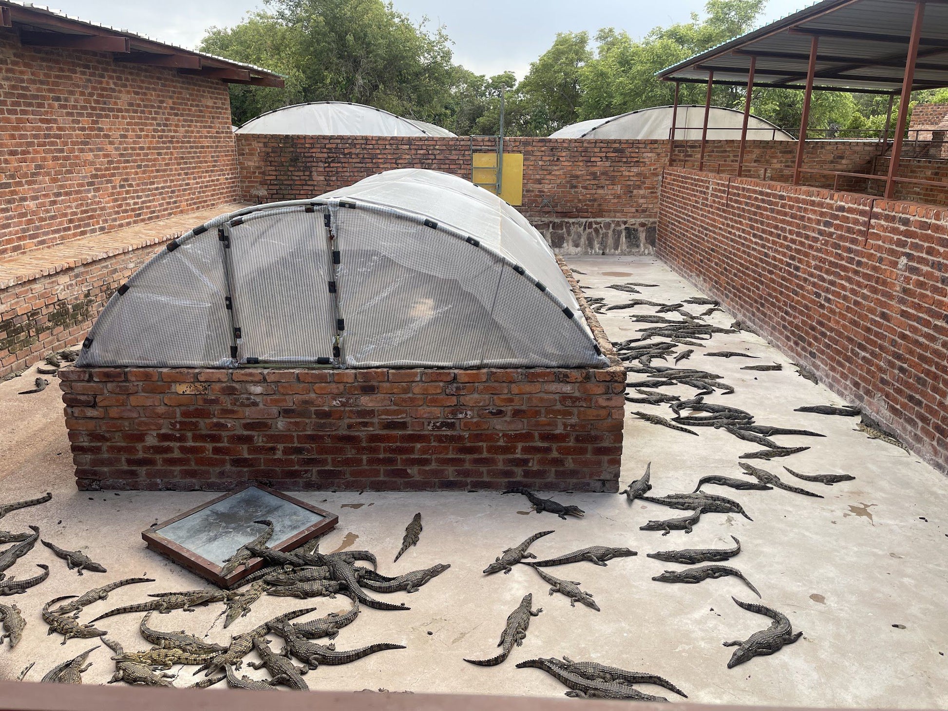  Thaba Kwena Crocodile Farm