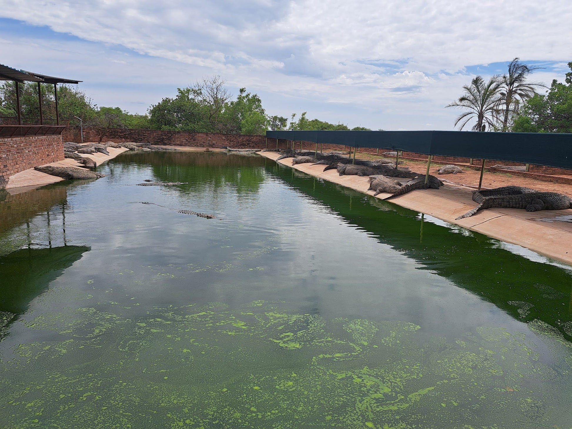  Thaba Kwena Crocodile Farm