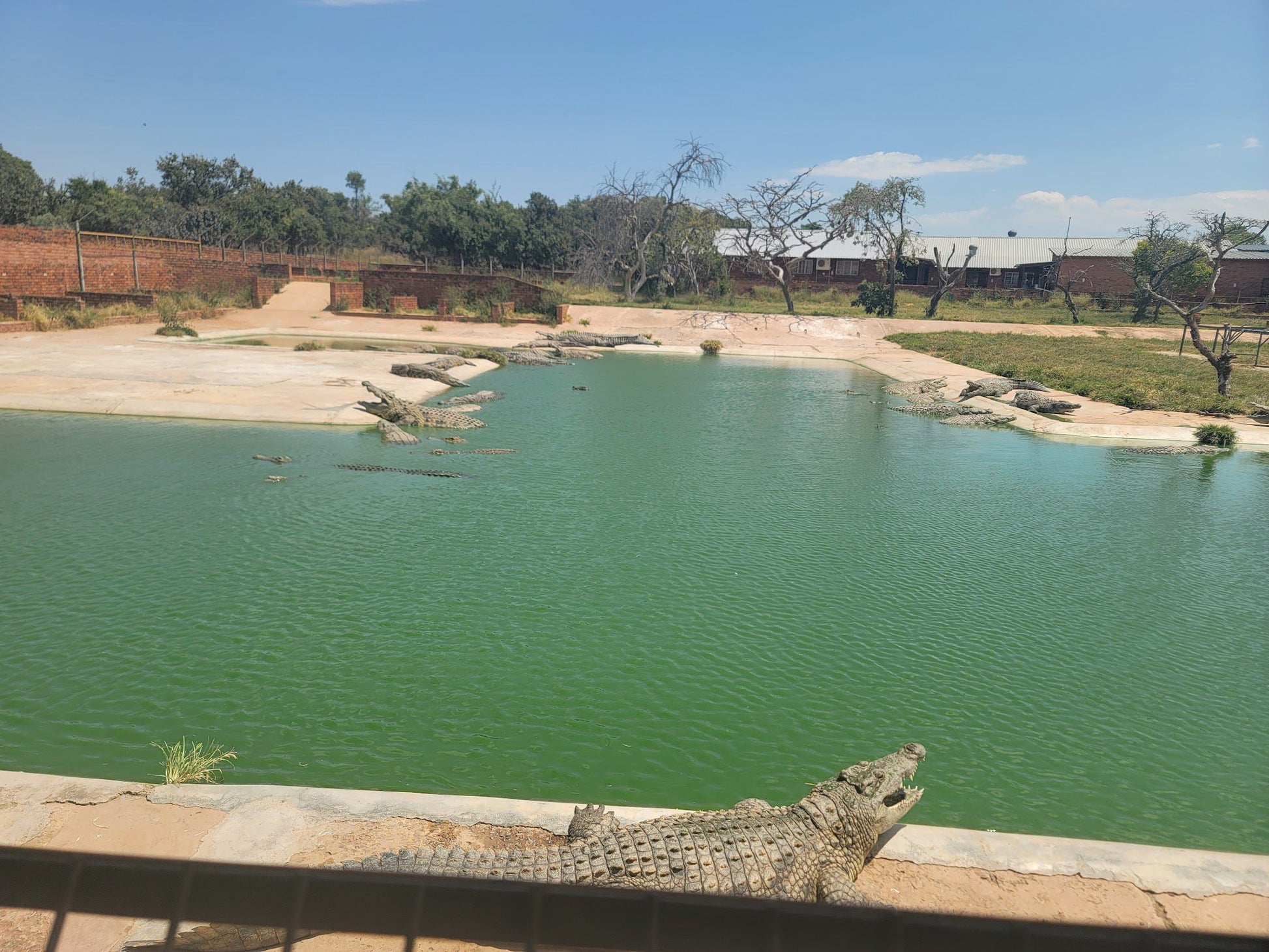  Thaba Kwena Crocodile Farm