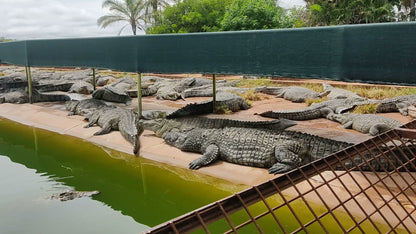  Thaba Kwena Crocodile Farm