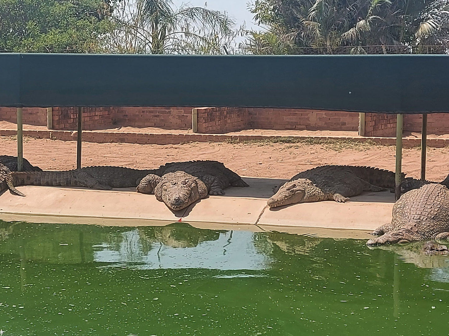  Thaba Kwena Crocodile Farm