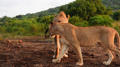  Thanda Safari - Private Game Reserve