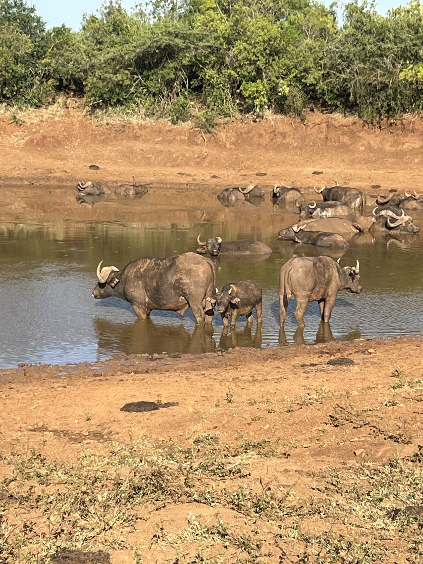  Thanda Safari - Private Game Reserve