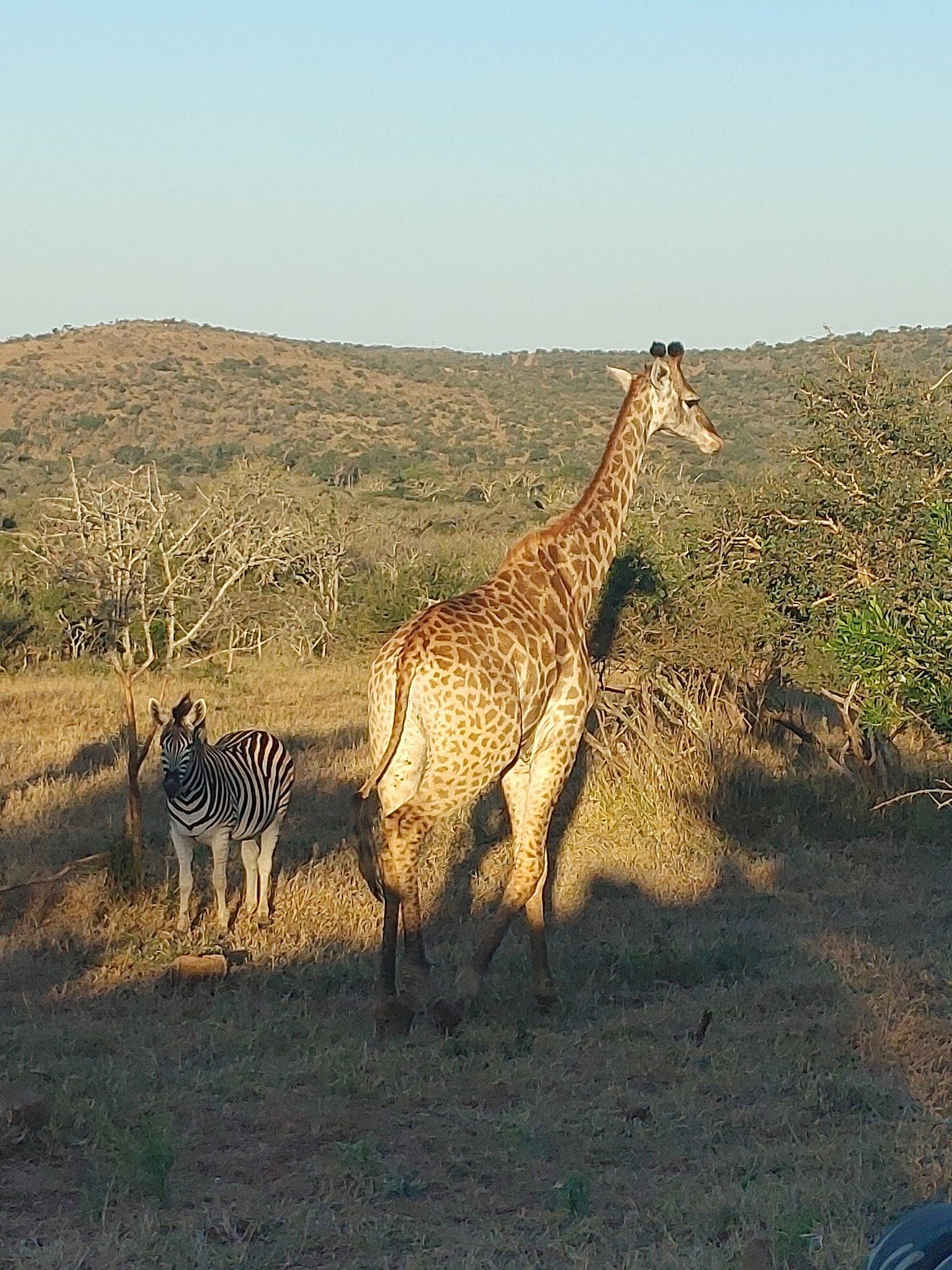  Thanda Safari - Private Game Reserve