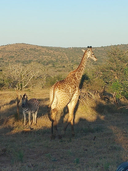  Thanda Safari - Private Game Reserve