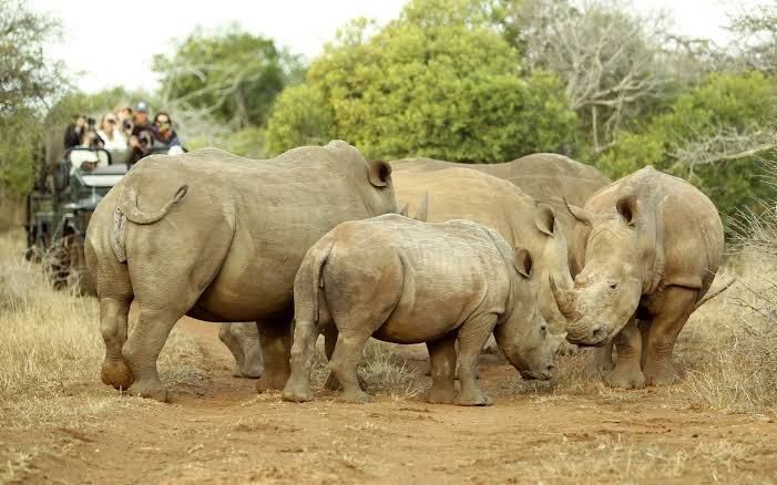  Thanda Safari - Private Game Reserve