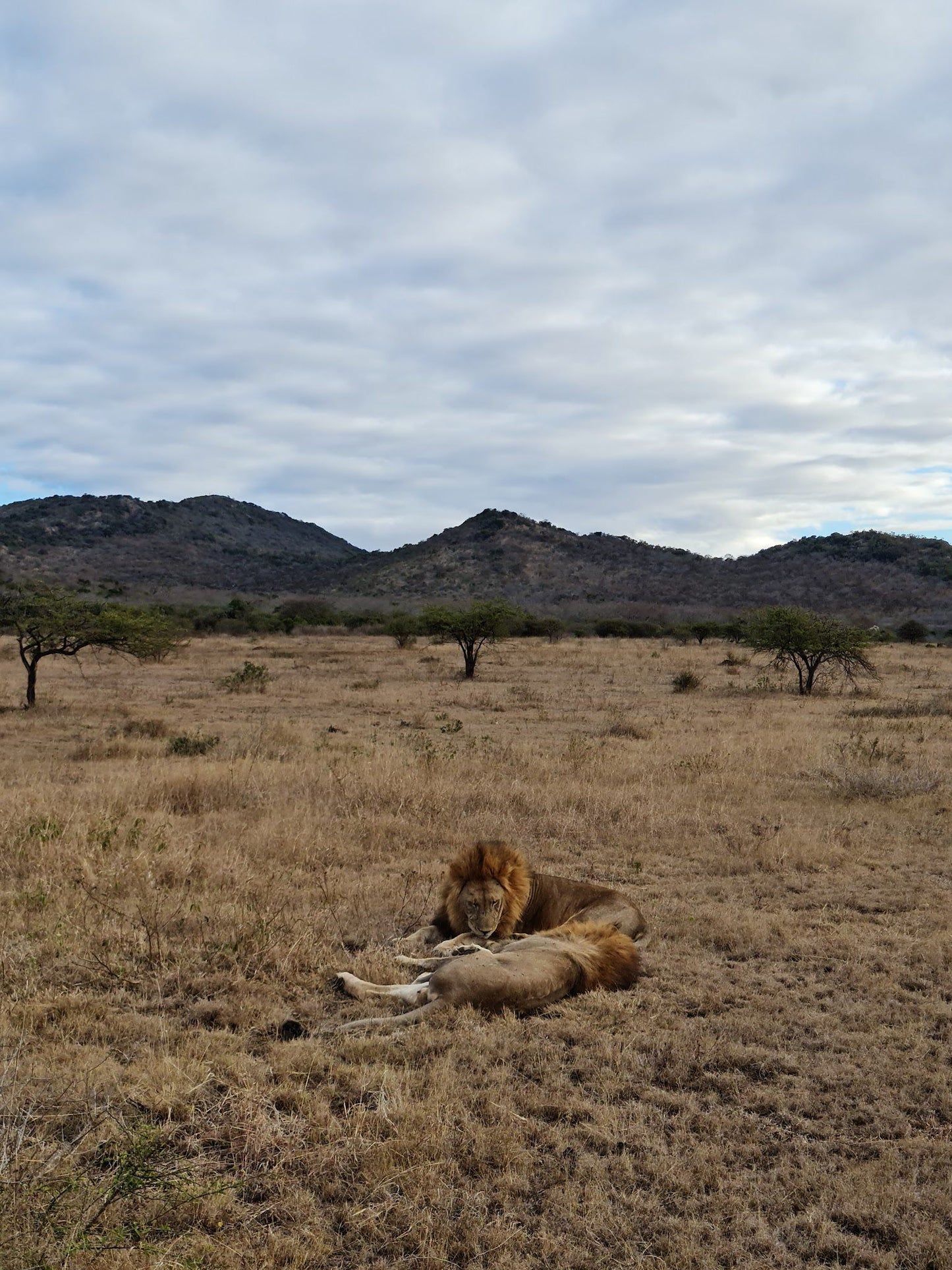  Thanda Safari - Private Game Reserve