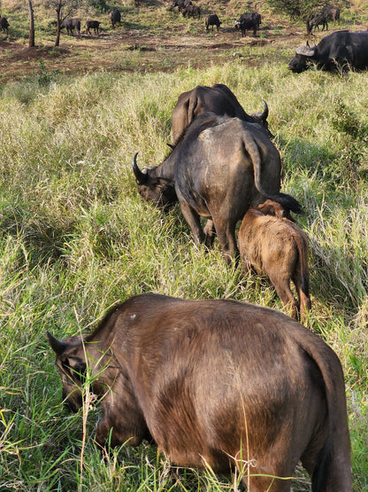  Thanda Safari - Private Game Reserve