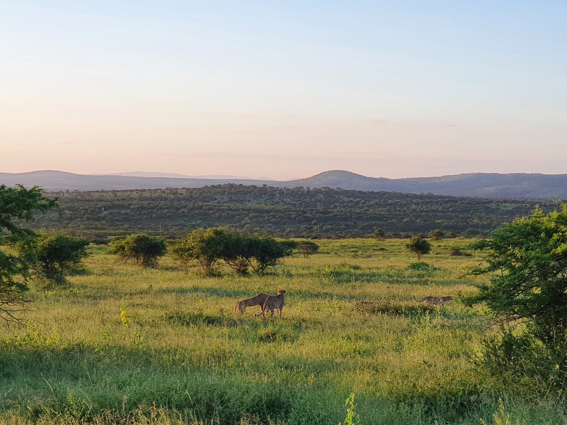  Thanda Safari - Private Game Reserve