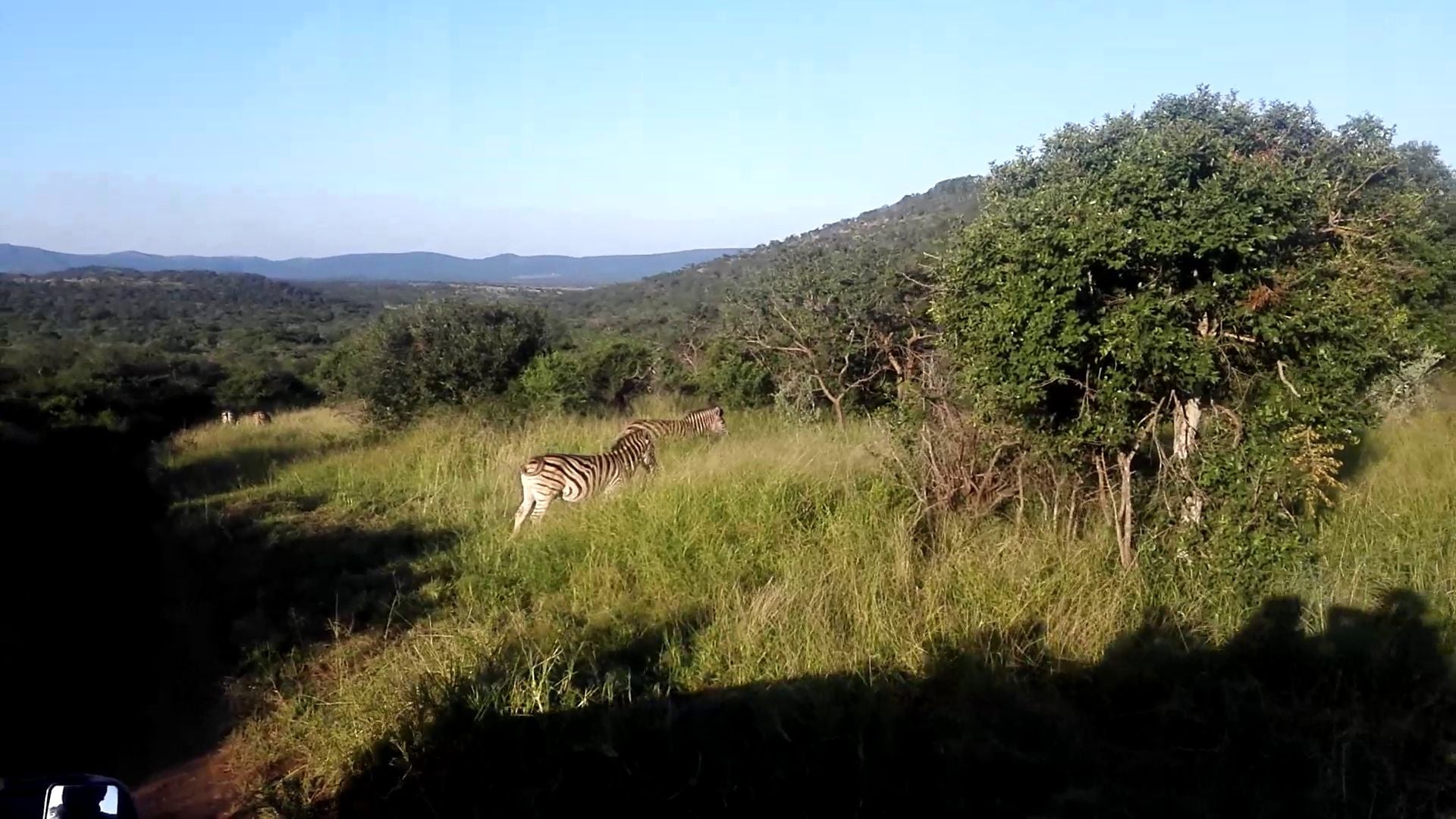  Thanda Safari - Private Game Reserve