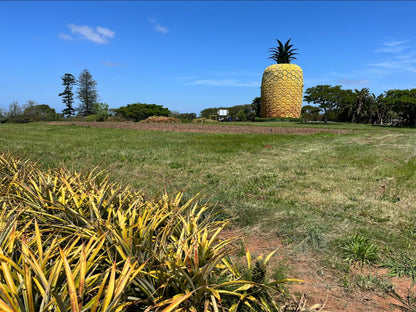  The Big Pineapple