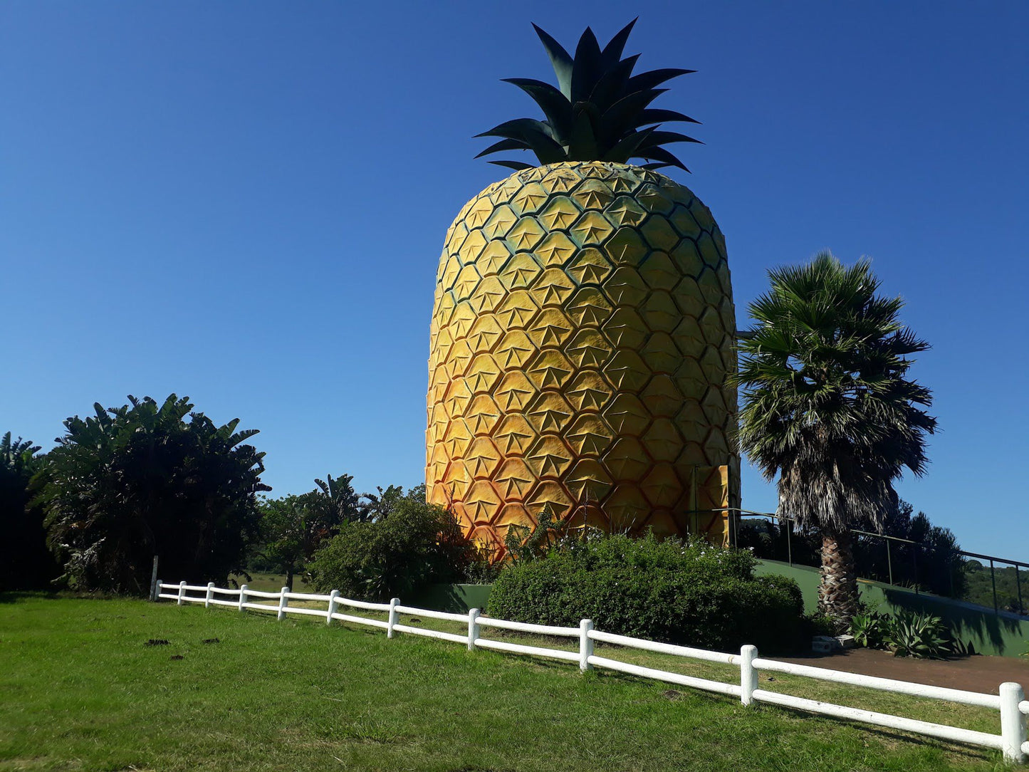  The Big Pineapple