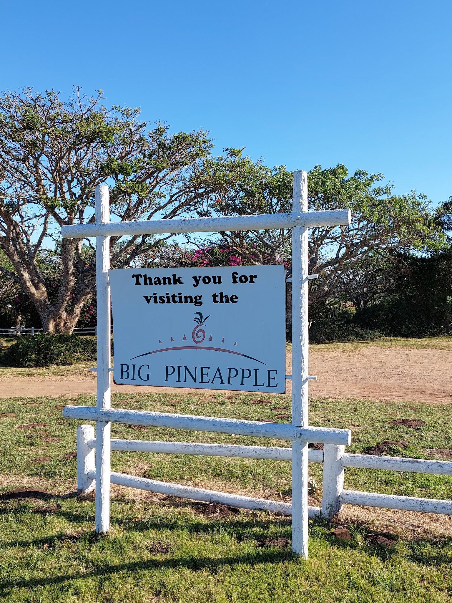  The Big Pineapple